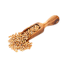 گندم