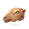 کله گوسفند