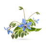 گل‌گاوزبان