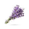 اسطوخودوس