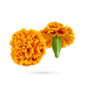 گل همیشه بهار