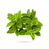 مرزنجوش