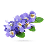 گل بنفشه