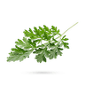 افسنتین