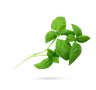 ریحان