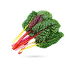 برگ چغندر