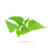گزنه