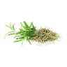 رزماری