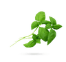 ریحان