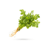 گشنیز