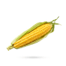 ذرت