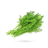 شوید
