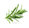 مرزه