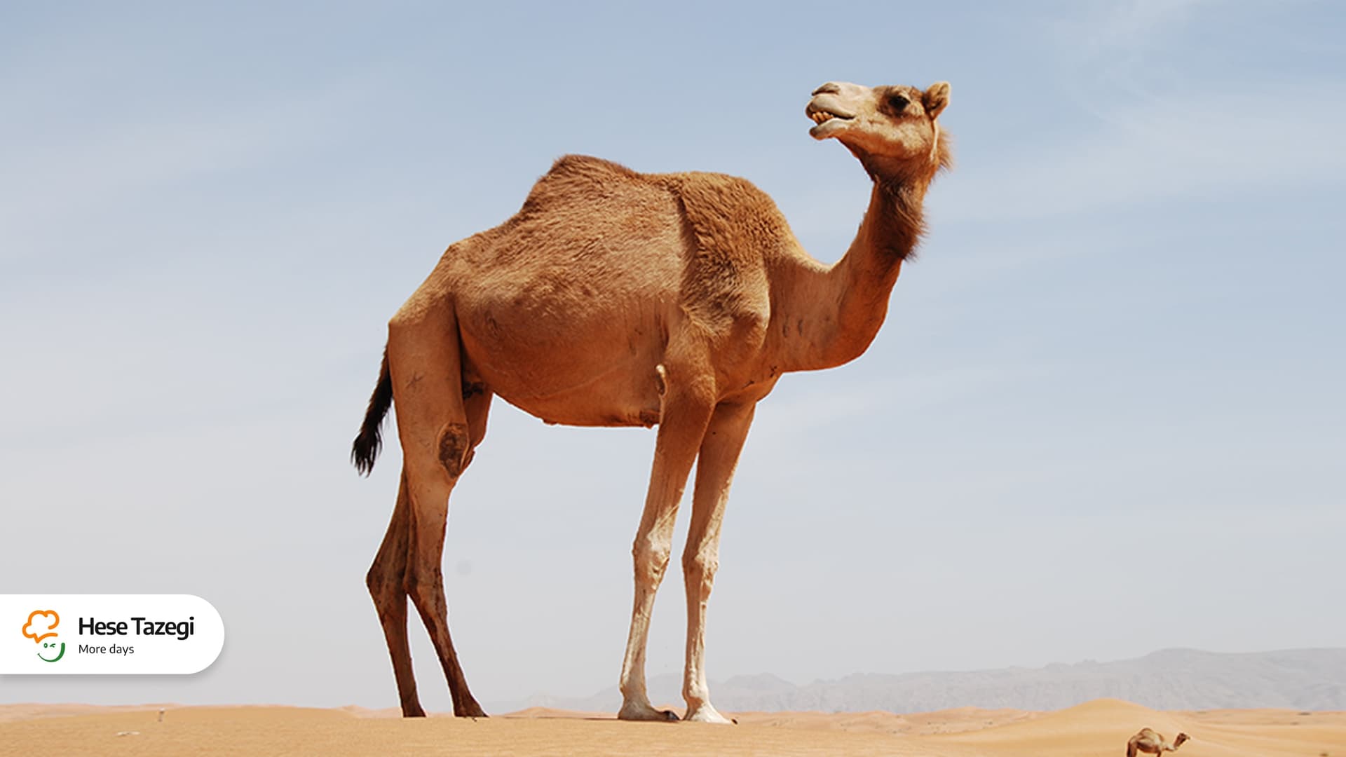 هر آن چیز که باید در مورد گوشت شتر بدانید
