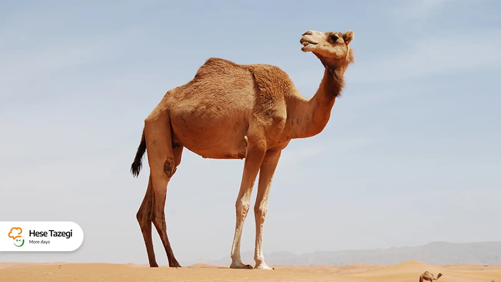 هر آن چیز که باید در مورد گوشت شتر بدانید