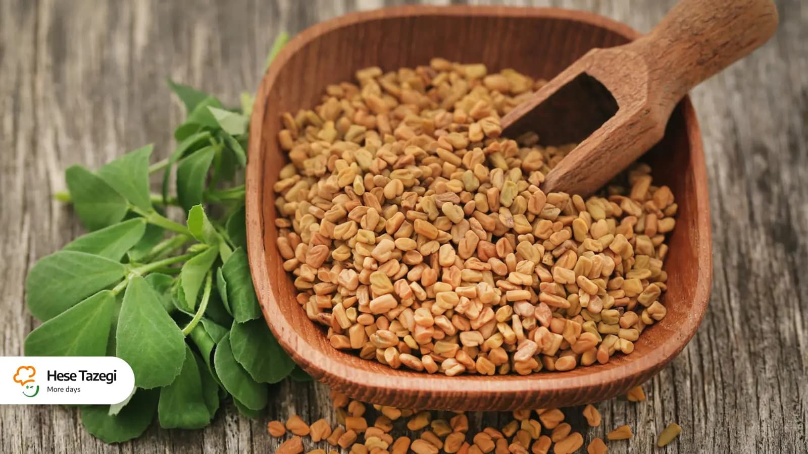 همه چیز دربارۀ شنبلیله و تأثیر آن در کاهش وزن