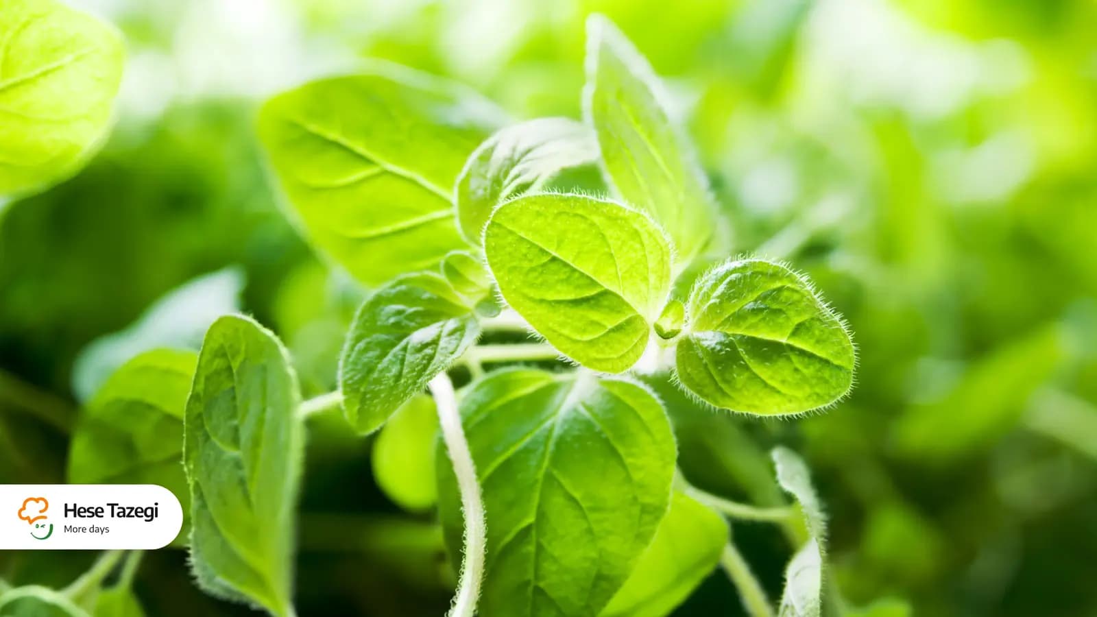 خواص و عوارض پونه؛ چه کسانی نباید آن را بخورند؟
